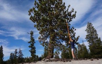 Scientists sampled live pine needles